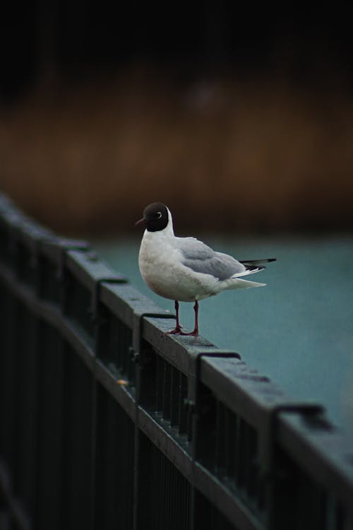 Foto profissional grátis de ave, cerca, empoleirar