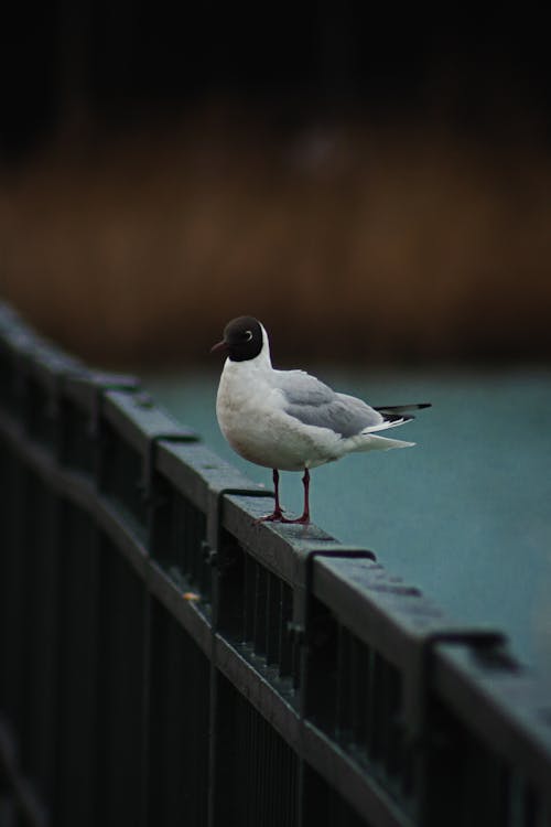 Immagine gratuita di appollaiati, fotografia di animali, fotografia naturalistica