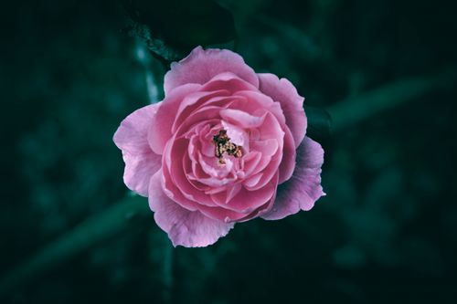 Free A vibrant pink rose in full bloom set against a dark background, symbolizing elegance and romance. Stock Photo