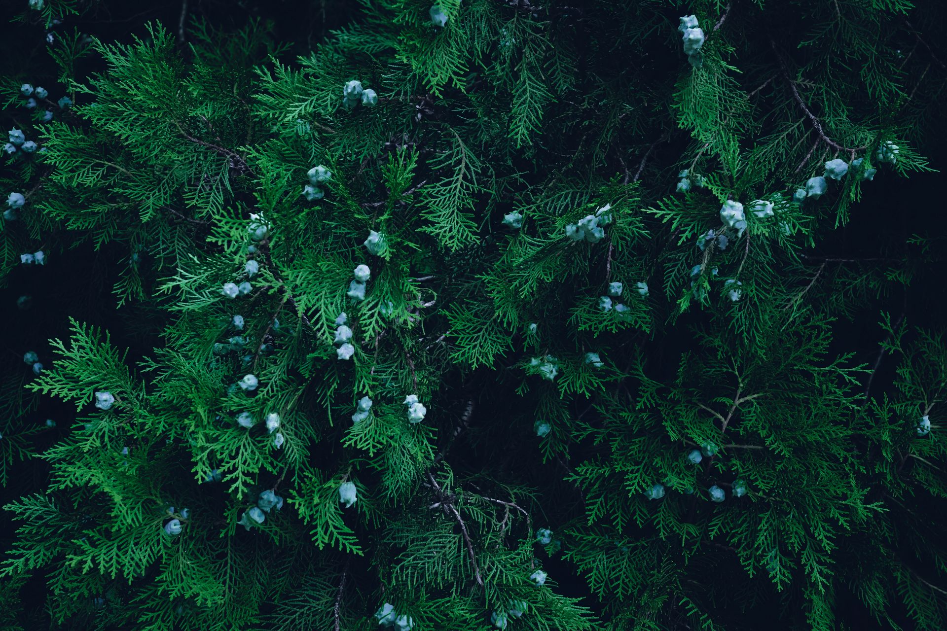 A detailed close-up of a vibrant green coniferous tree with pine cones, showcasing its natural texture.