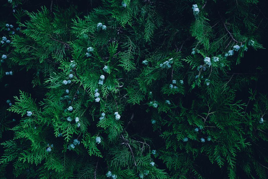 Thuja arborvitae tree with small cones and rain drops — cedar hedge and tree maintenance in Langley/Aldergrove BC
