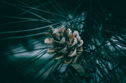 A close up of a pine cone with pine needles