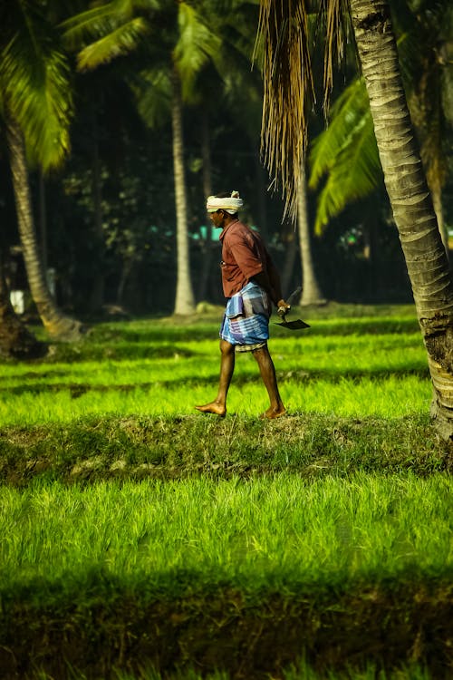 Fotos de stock gratuitas de agricultor, granja, hampi