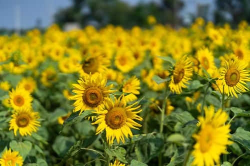 Free Bright sunflowers blooming on a sunny day in Gundlupete, India, showcasing agricultural beauty. Stock Photo