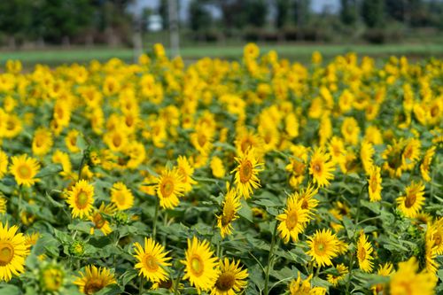 Free A stunning field of bright yellow sunflowers in Gundlupete, Karnataka, India, under clear skies. Stock Photo