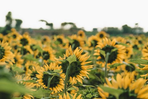 Foto profissional grátis de amarelo, flor, girassol