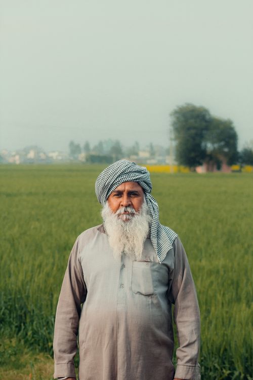 Free Portrait of an elderly man with a turban standing in a lush rice field in Bhanohad, India. Stock Photo