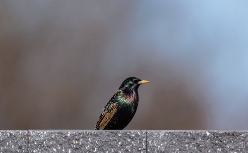 starling sitting on the concrete wall