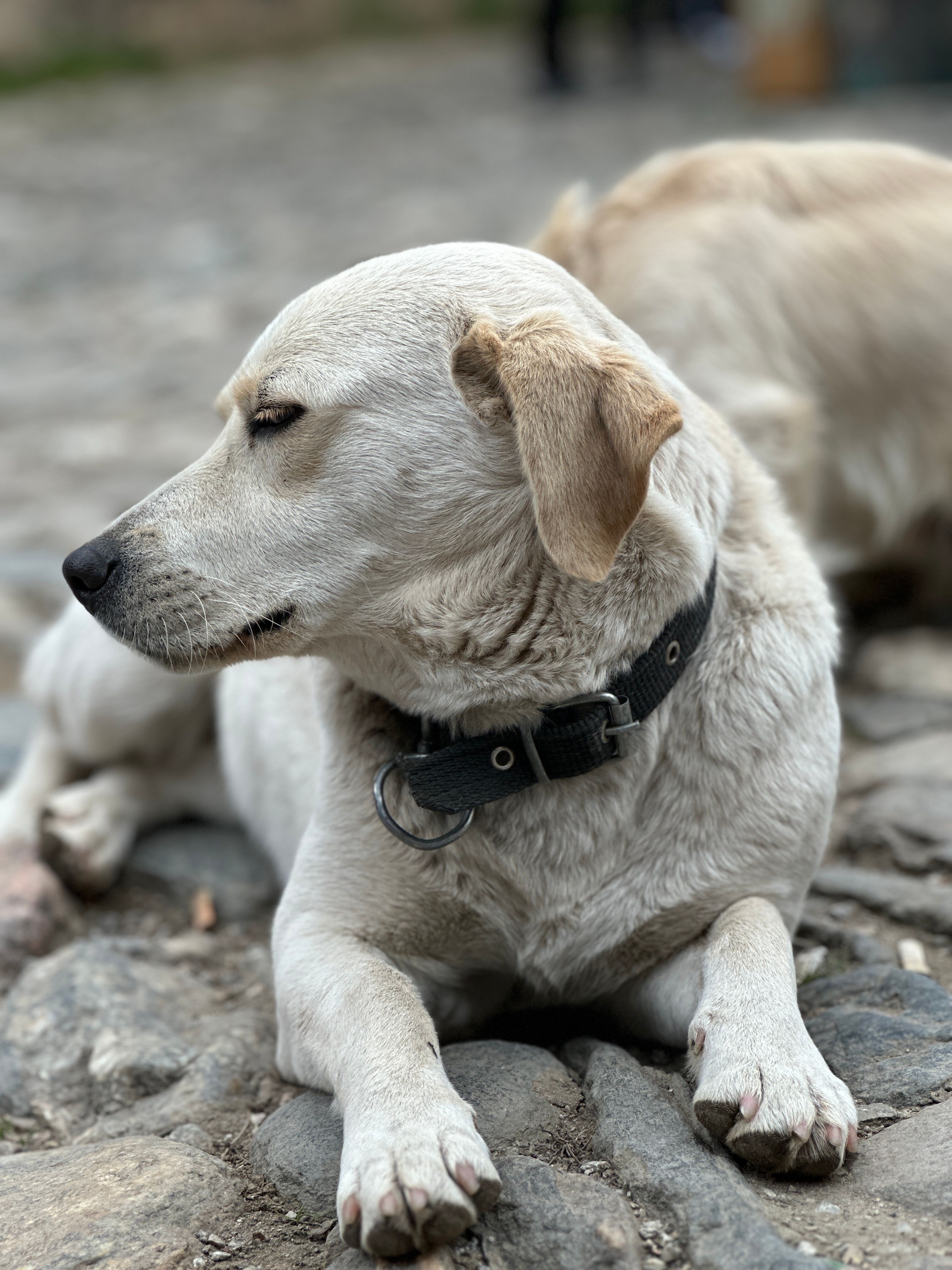 Close-up of a Domestic Dog Lying on the Ground · Free Stock Photo