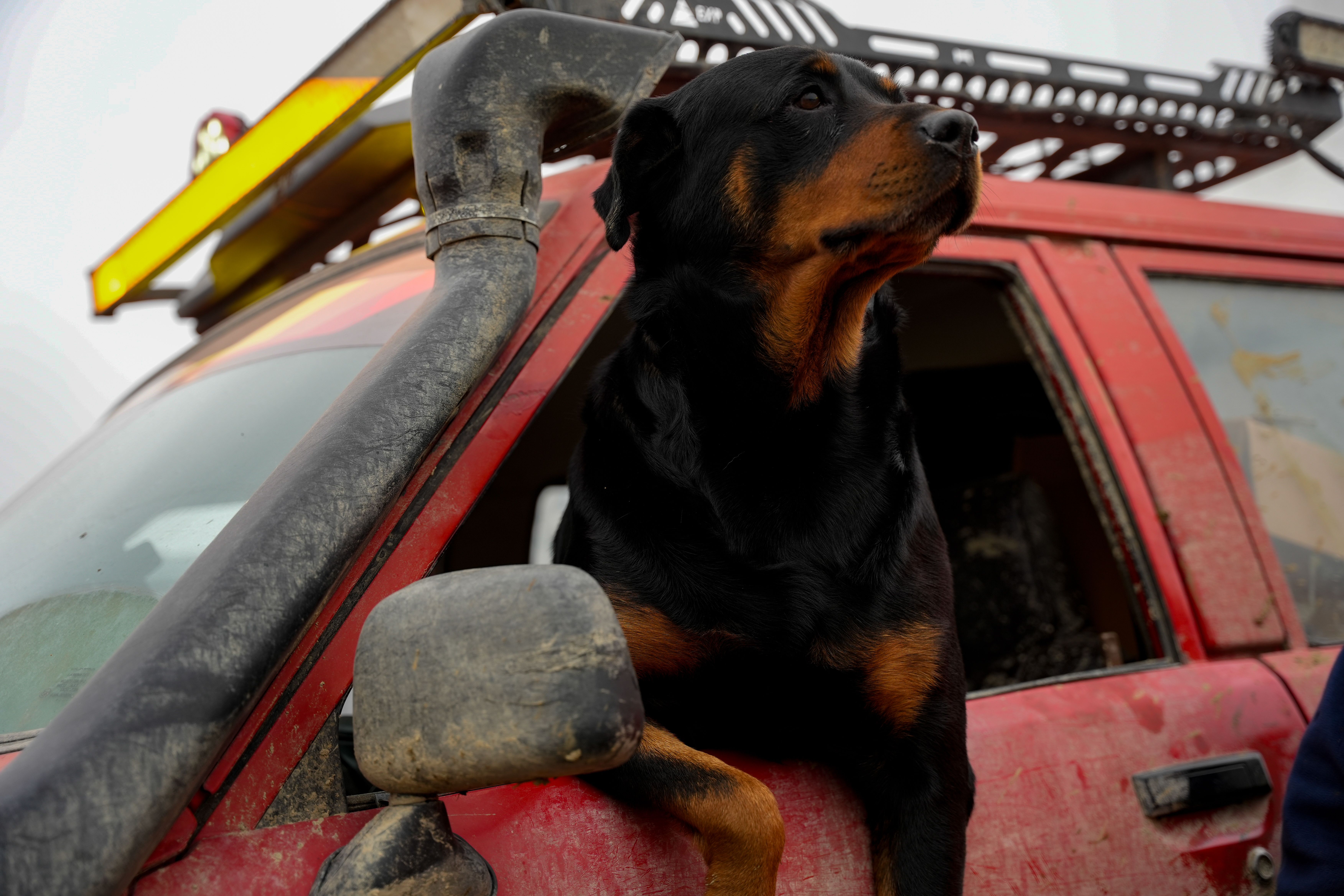 Dog riding in an off-road vehicle, illustrating why pets should be secured in the back seat rather than up front