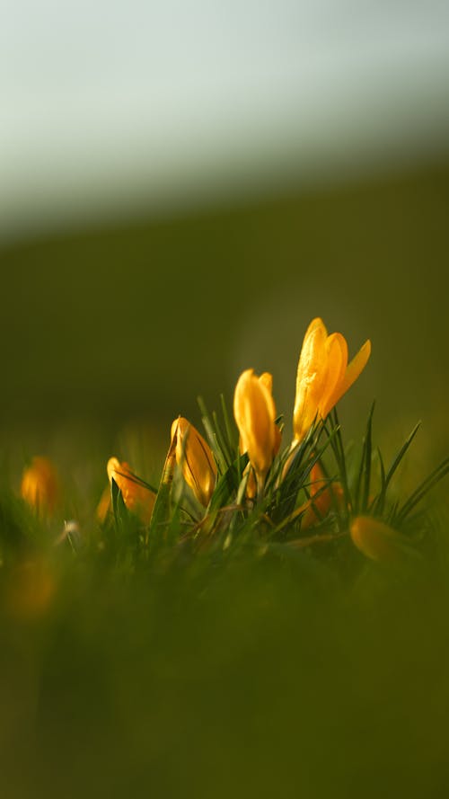คลังภาพถ่ายฟรี ของ ดอกไม้, ฤดูใบไม้ผลิ, วอลล์เปเปอร์