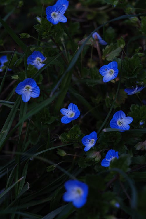 Blue Flowers in Nature