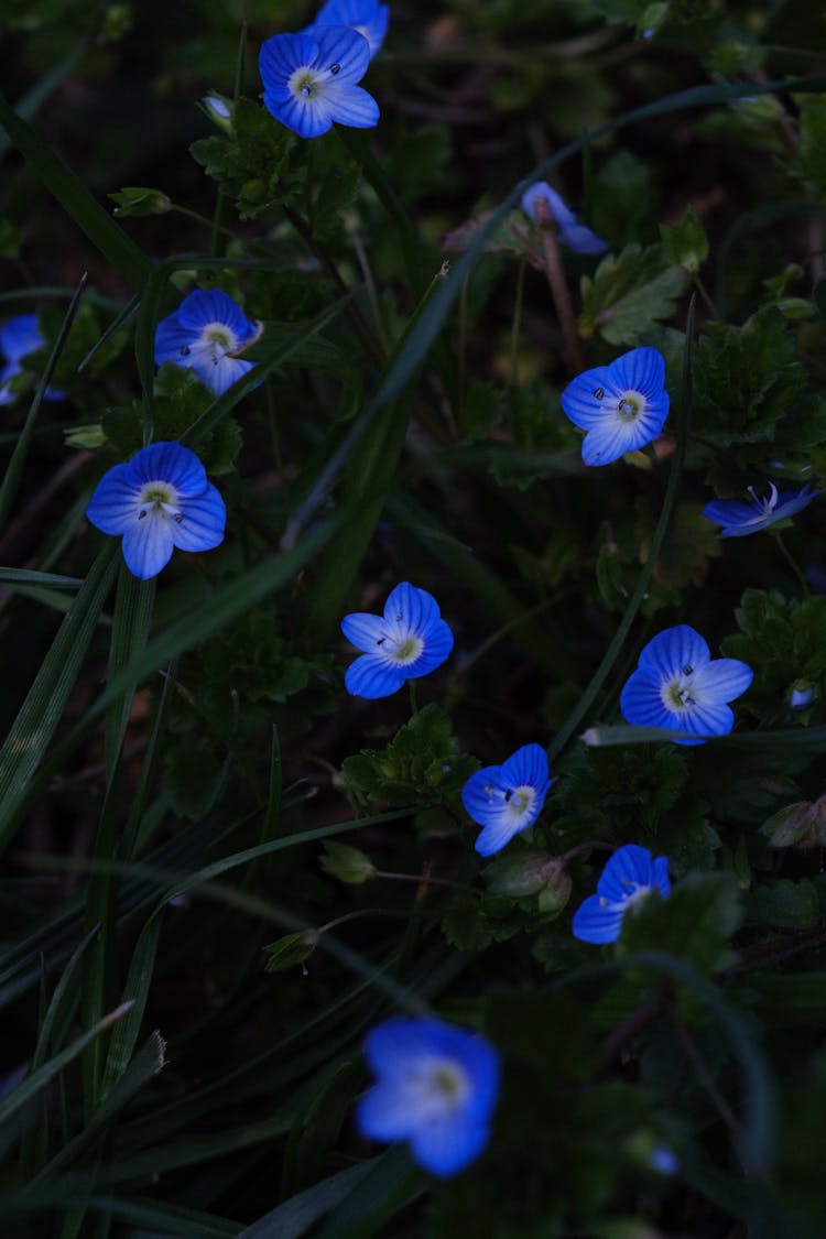 Blue Flowers In Nature