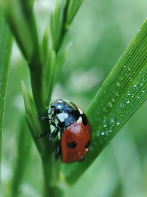 A ladybug is sitting on top of a green plant