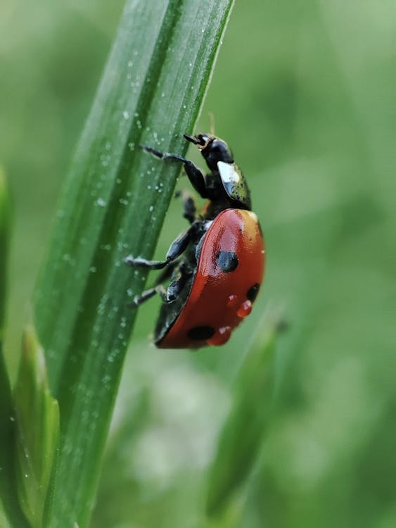 Бесплатное стоковое фото с beetle, божья коровка, вертикальный выстрел