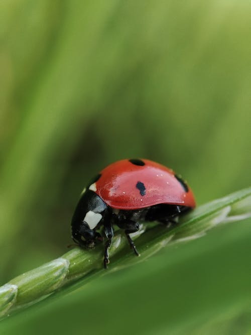 Ingyenes stockfotó állat, beetle, fényképek a vadvilágról témában