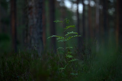 Ingyenes stockfotó erdő, fák, fű témában