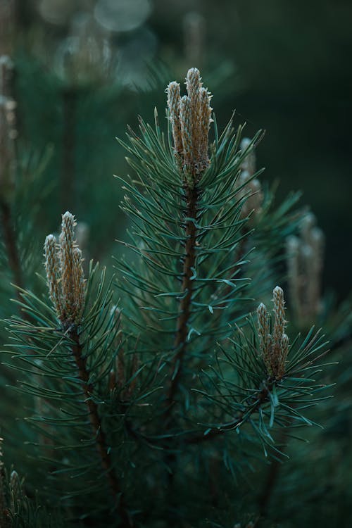 A close up of a pine tree with frost on it