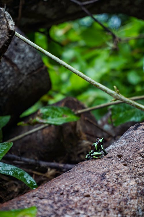 คลังภาพถ่ายฟรี ของ natureworld, กบ, ต้นไม้