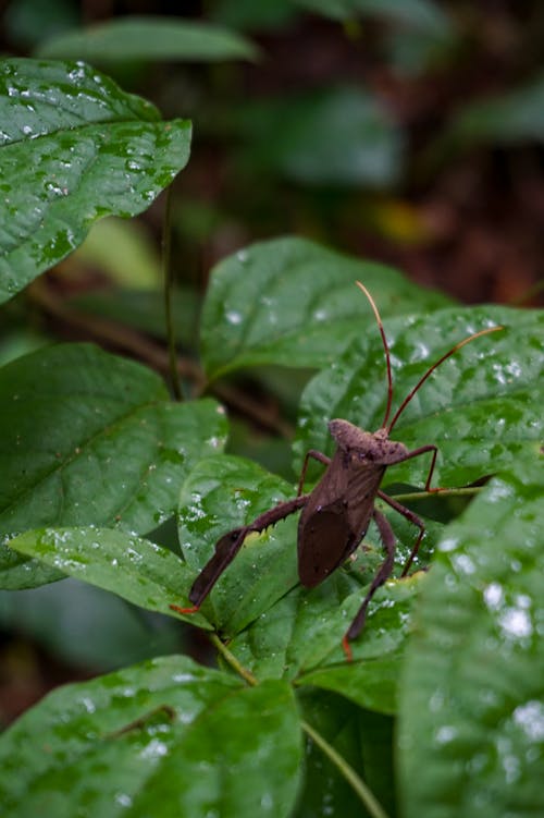 คลังภาพถ่ายฟรี ของ natureworld, ด้วง, ต้นไม้