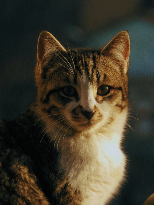Бесплатное стоковое фото с вертикальный выстрел, котенок, кошка
