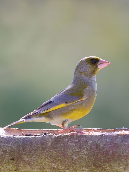Free Close-up of a European Greenfinch (Chloris chloris) on a wooden ledge outdoors. Stock Photo