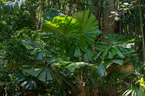 A large plant with large leaves in the jungle
