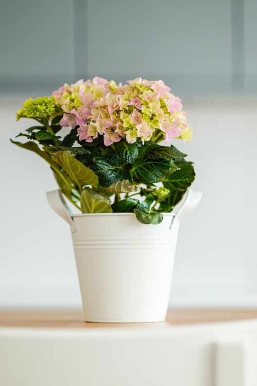Free A stunning pink and green hydrangea arrangement in a decorative white pot indoors. Stock Photo