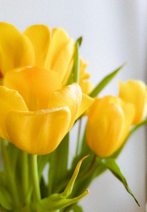 A close up of a vase of yellow tulips