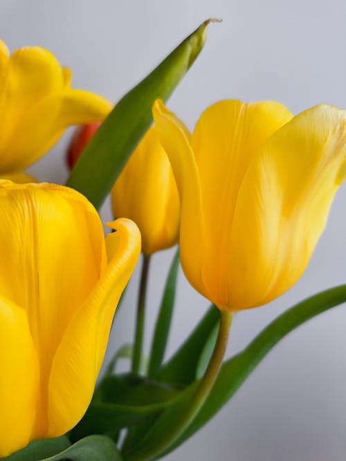 A close up of yellow tulips in a vase