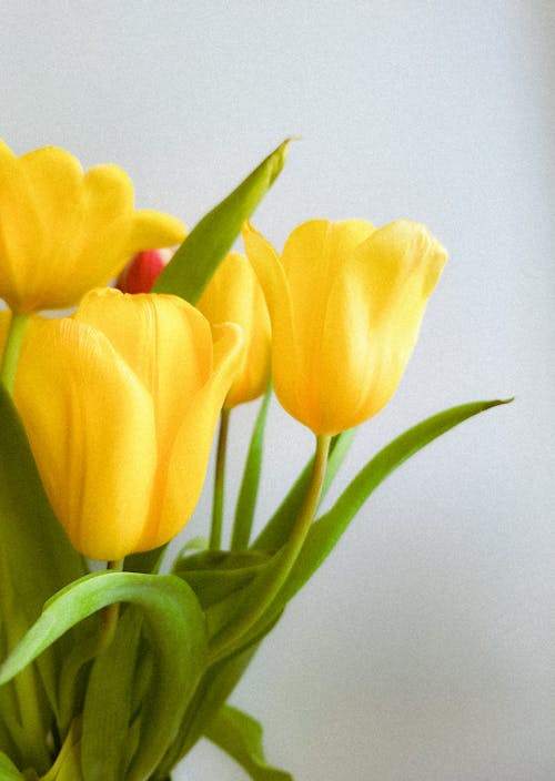 A vase of yellow tulips with a red flower in it