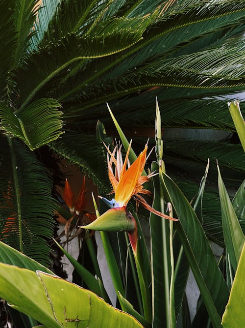 Foto stok gratis bunga jeruk, bunga tropis, burung cendrawasih