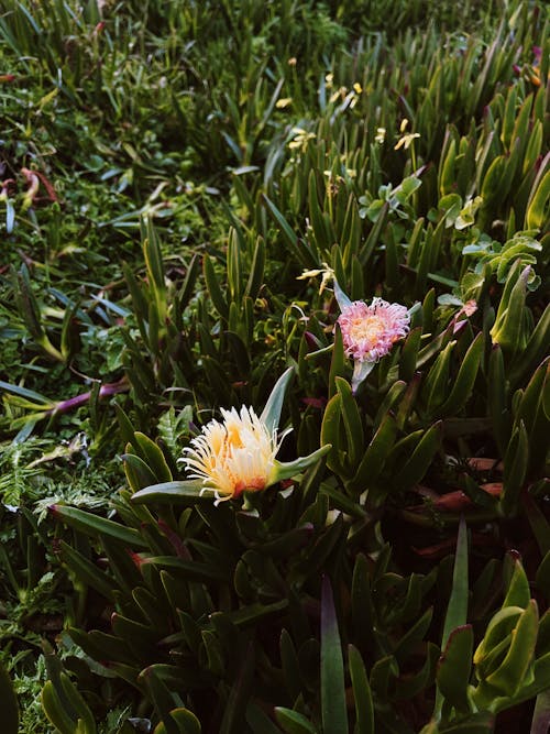 Foto stok gratis ara asam, bunga sukulen, hottentot-fig