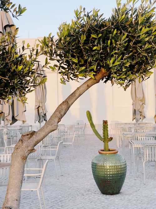 Free Serene outdoor bistro with olive tree and cactus in Portugal, featuring empty tables and chairs. Stock Photo