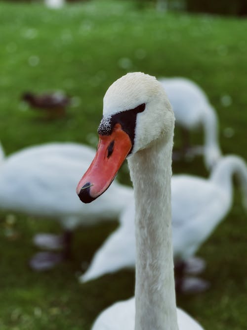 Free swan Stock Photo