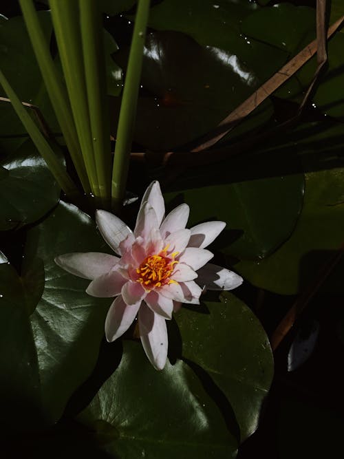 Free water lilly Stock Photo