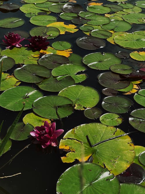 water lillies 