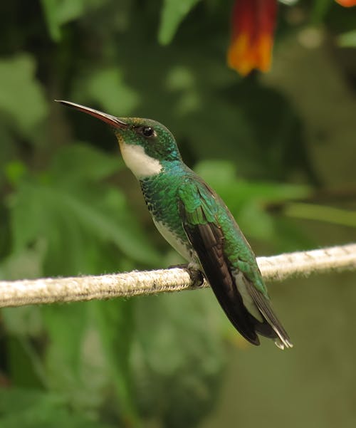 A bird is perched on a branch