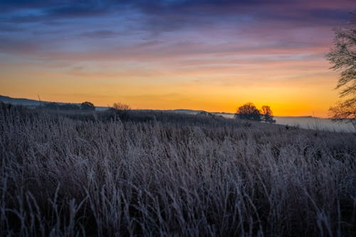 Gratis stockfoto met avond, blikveld, bomen