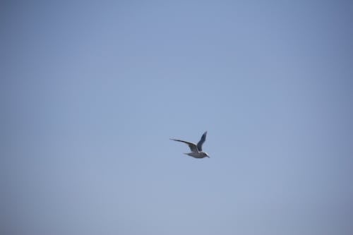 Seagull bird flight