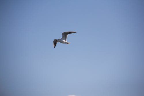 Seagull bird flight