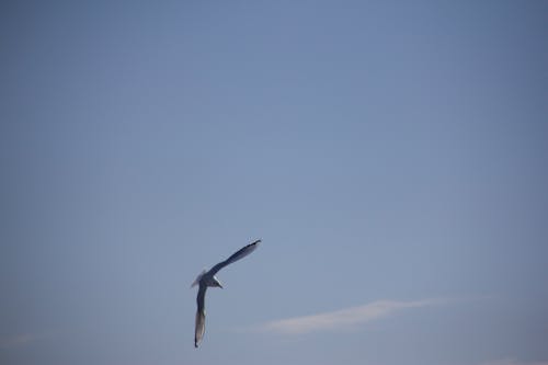 Seagull bird flight