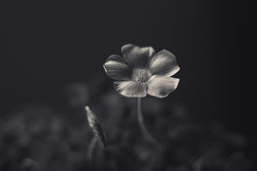 A black and white photo of a flower