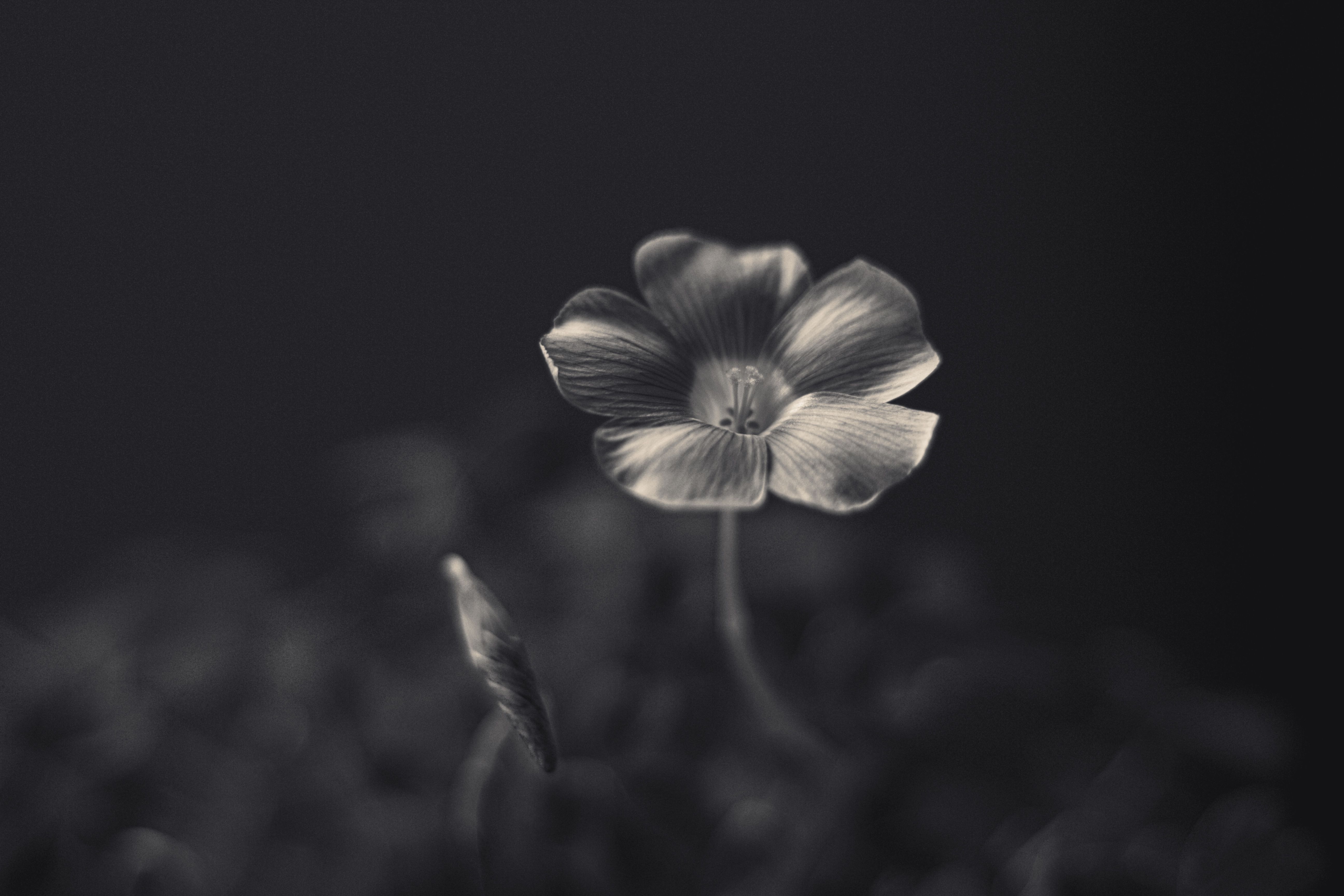 Black and White Close-up of a Delicate Flower · Free Stock Photo