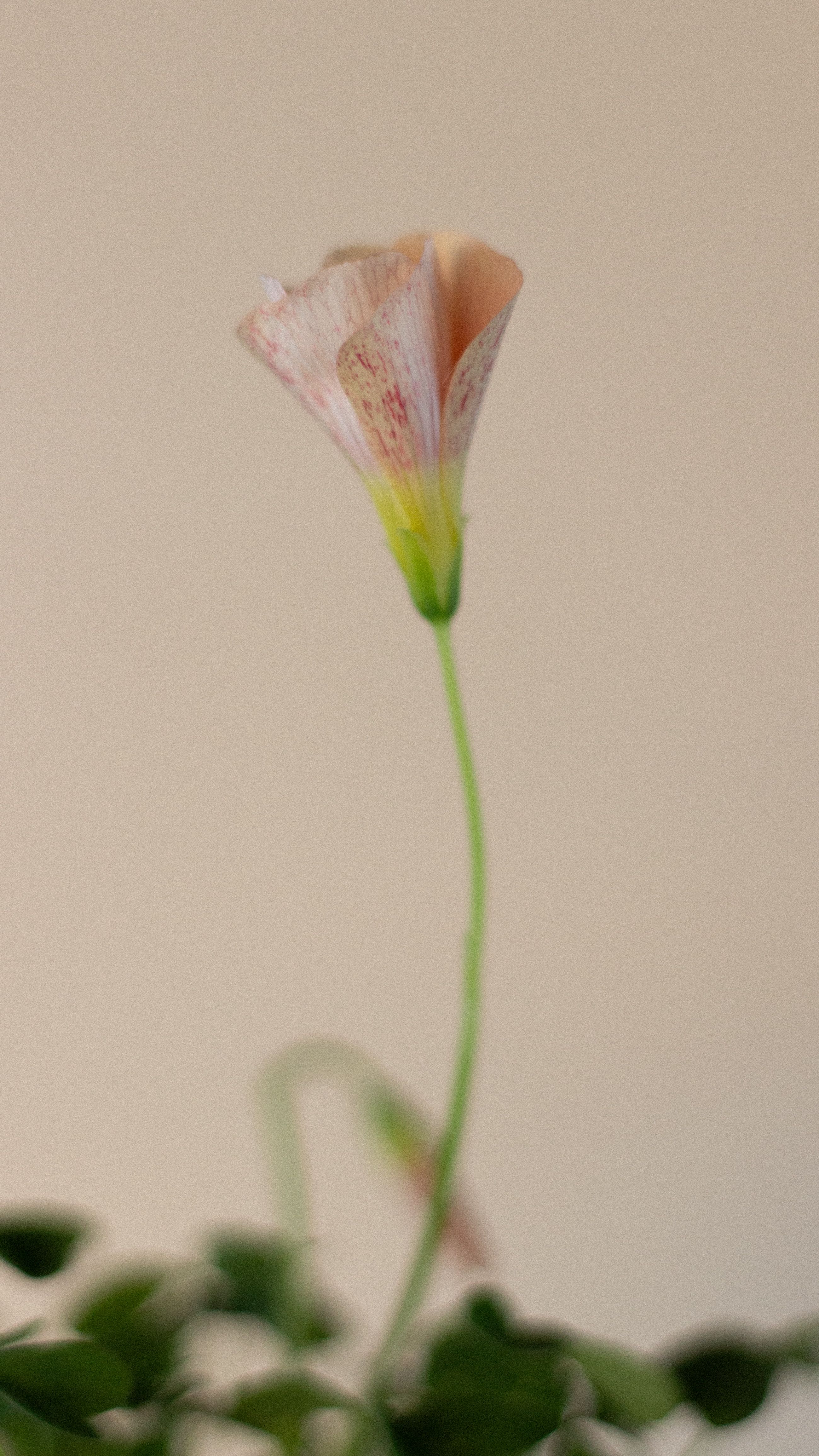 Light pink flower with a delicate bloom, showcasing its beauty against a soft background.