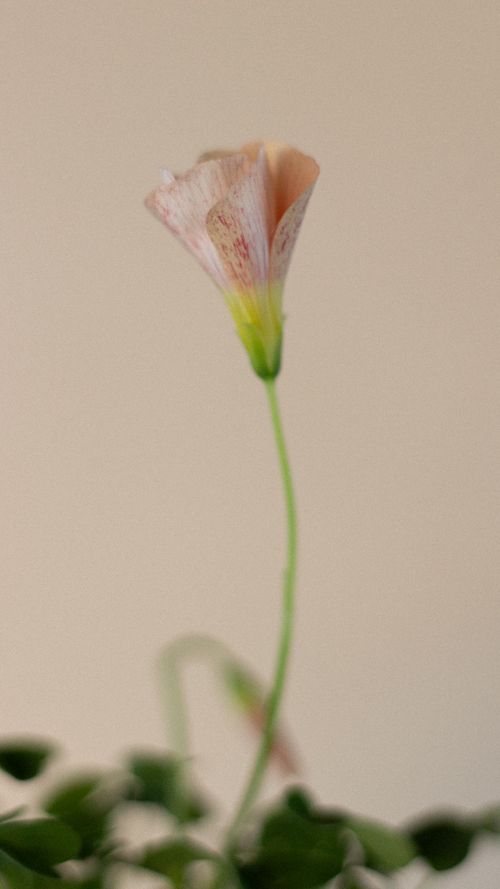Free Light pink flower with a delicate bloom, showcasing its beauty against a soft background. Stock Photo