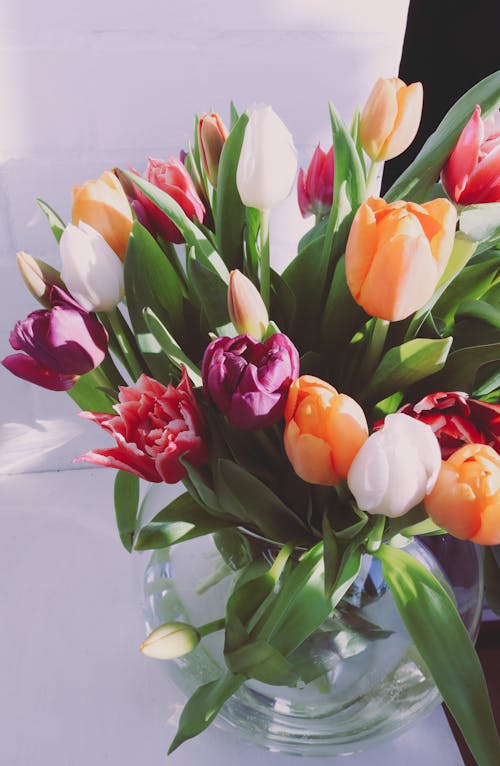 Foto stok gratis bejana, buket, bunga tulip