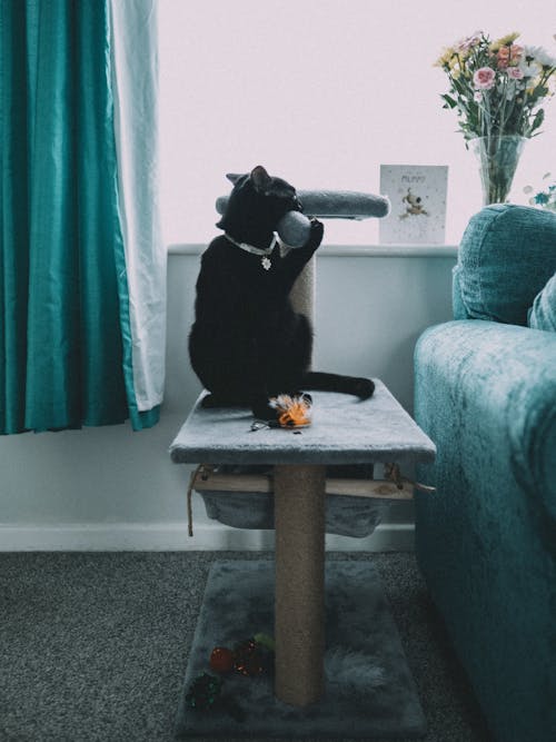 Black Cat on Table