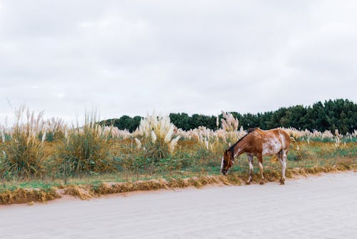 Základová fotografie zdarma na téma fotografování zvířat, kůň, louka