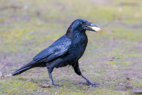 Crow with Food on Ground